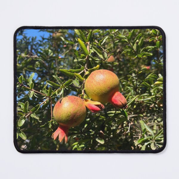 Item preview, Growing Pomegranates designed and sold by schneidercf.
