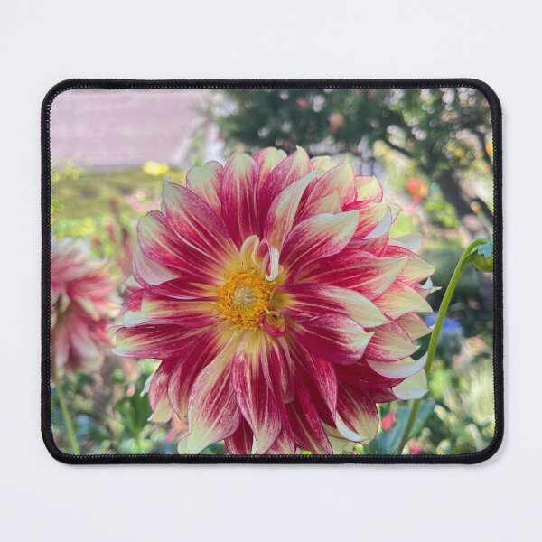 Item preview, Standout Dahlia designed and sold by schneidercf.