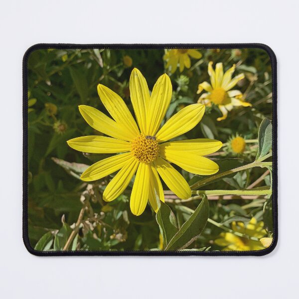 Item preview, Gardens on Spring Creek Study 1  designed and sold by Robert Meyers-Lussier.