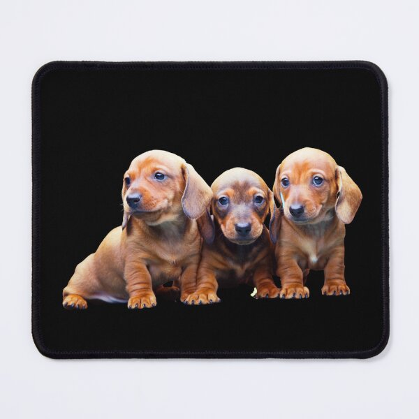 Item preview, Long haired dachshund puppies designed and sold by The Love Quill.