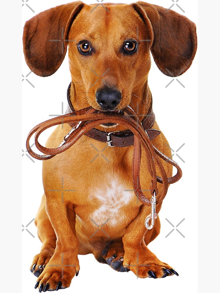 Teacup clearance sausage dog