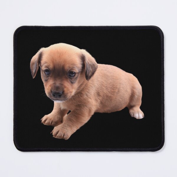 Item preview, Cute dachshund puppies designed and sold by The Love Quill.