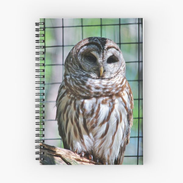 Item preview, Barred Owl designed and sold by Cynthia48.