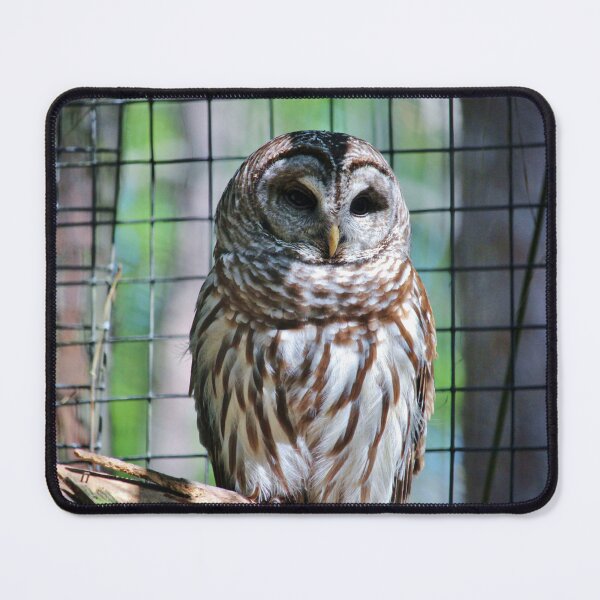 Item preview, Barred Owl designed and sold by Cynthia48.