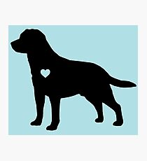 Labrador Love Photographic Print