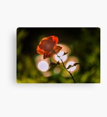 Flower macro Canvas Print