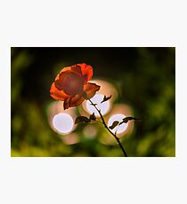 Flower macro Photographic Print