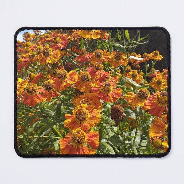Item preview, Helenium plants designed and sold by Floral-Art.