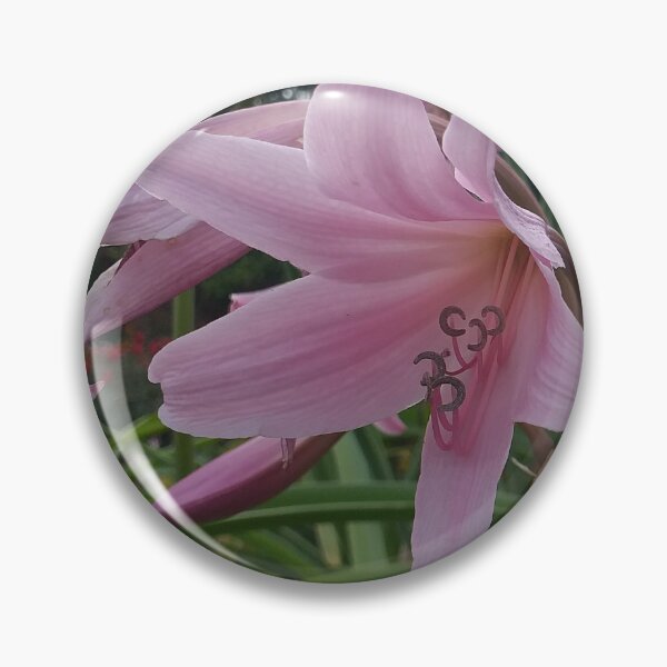 Item preview, Pink Crinum Flowers designed and sold by Floral-Art.
