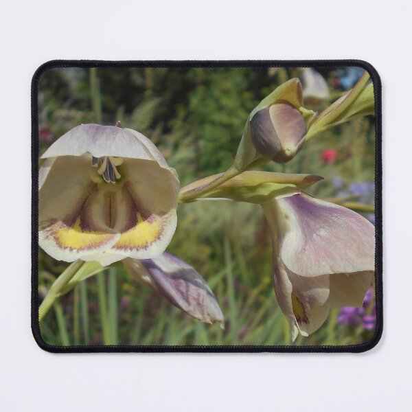 Item preview, Gladiolus papilio designed and sold by Floral-Art.