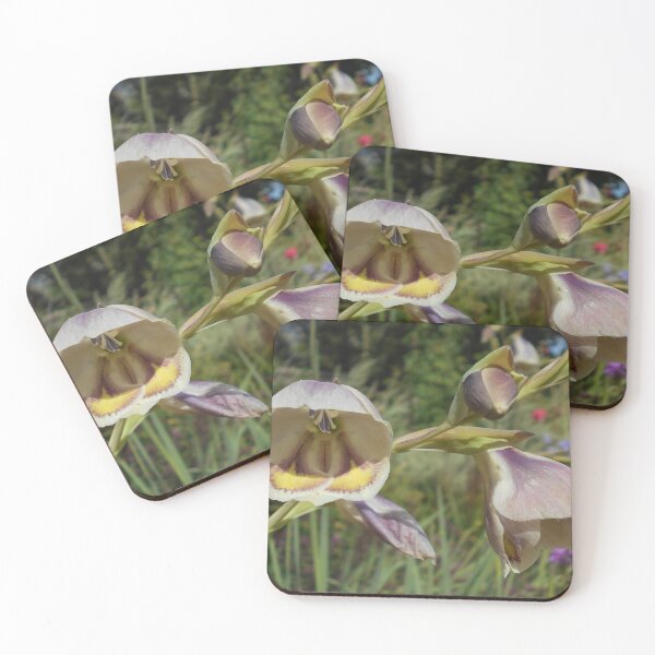 Item preview, Gladiolus papilio designed and sold by Floral-Art.