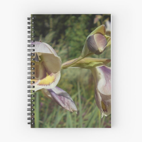 Item preview, Gladiolus papilio designed and sold by Floral-Art.