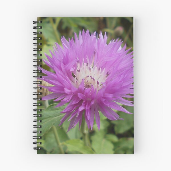 Item preview, Persian Cornflower designed and sold by Floral-Art.