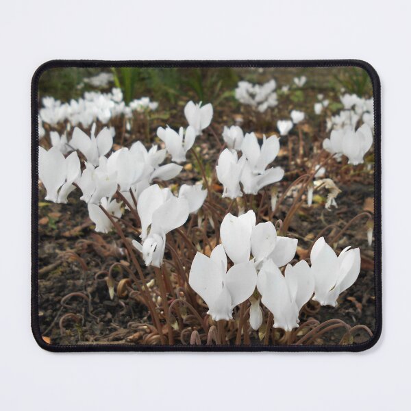 Item preview, White Cyclamen designed and sold by Floral-Art.