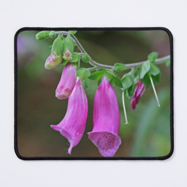 Item preview, Foxglove, August 2022 designed and sold by RedHillDigital.