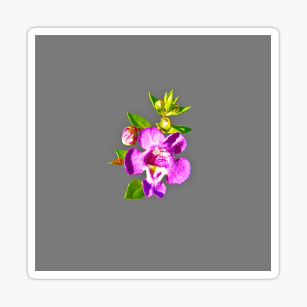 “Carita Cascade Deep Purple. Angelonia angustifolia” Sticker for Sale