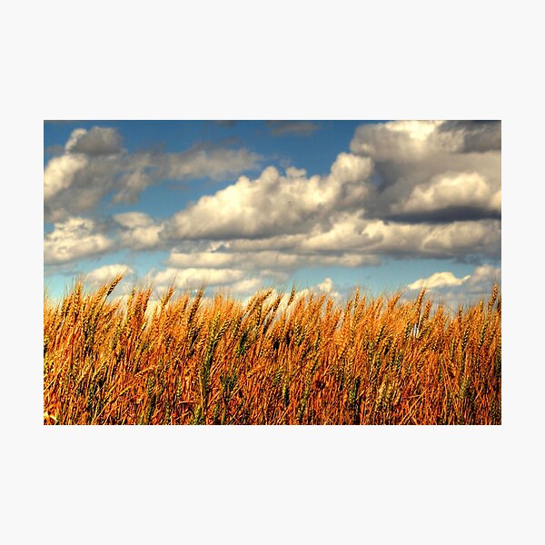 Item preview, Prairie Gold!!! designed and sold by Larry Trupp.
