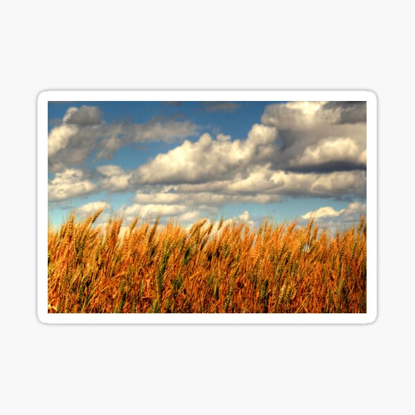 Prairie Gold!!! Sticker