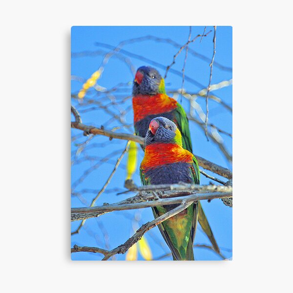 Item preview, Rainbow Lorikeets   designed and sold by EOS20.
