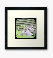 Hosta La Vista Framed Print