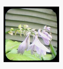 Hosta La Vista Photographic Print