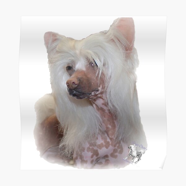 Chinese Crested transparenter Hintergrund Poster
