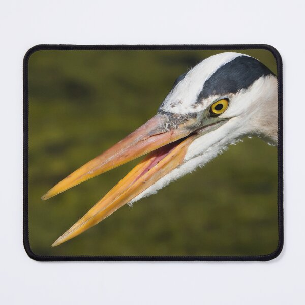 Item preview, Great Blue Heron Close-up and Beak Open designed and sold by rmyerphoto.