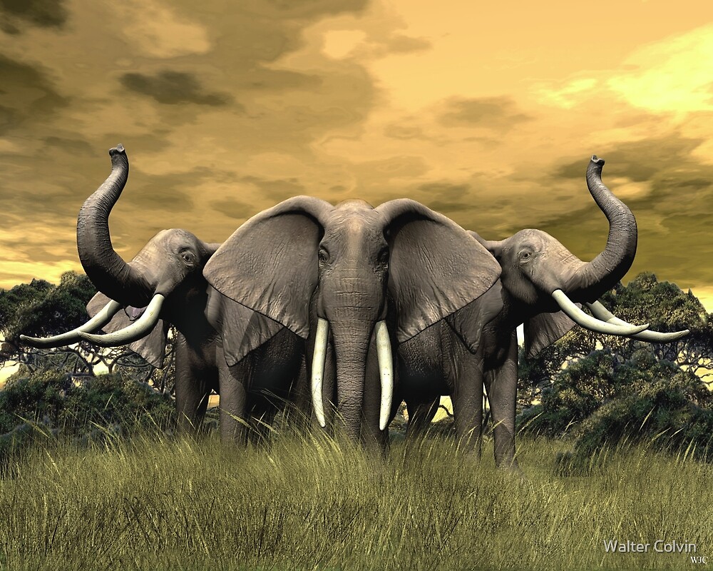 "Elephant Stand" by Walter Colvin Redbubble