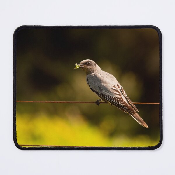 Item preview, Black-faced Cuckooshrike designed and sold by SusanAdey.