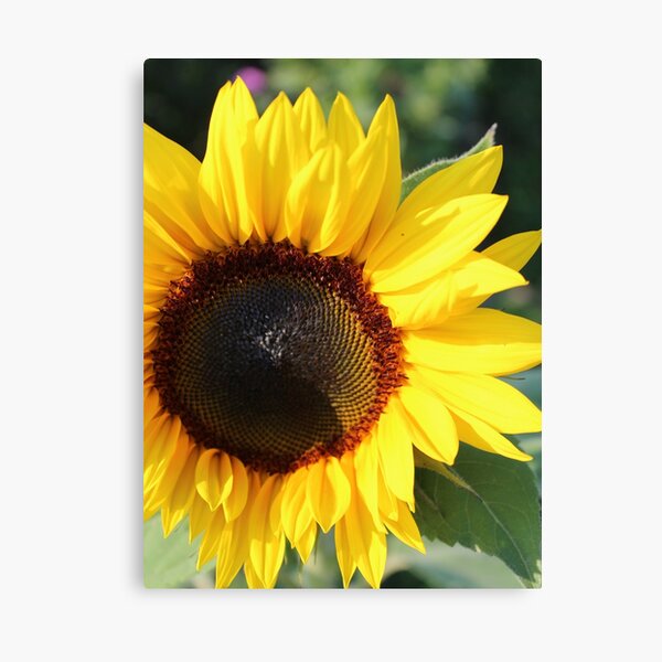 Item preview, Macro of Sunflower designed and sold by TomikoKH19.