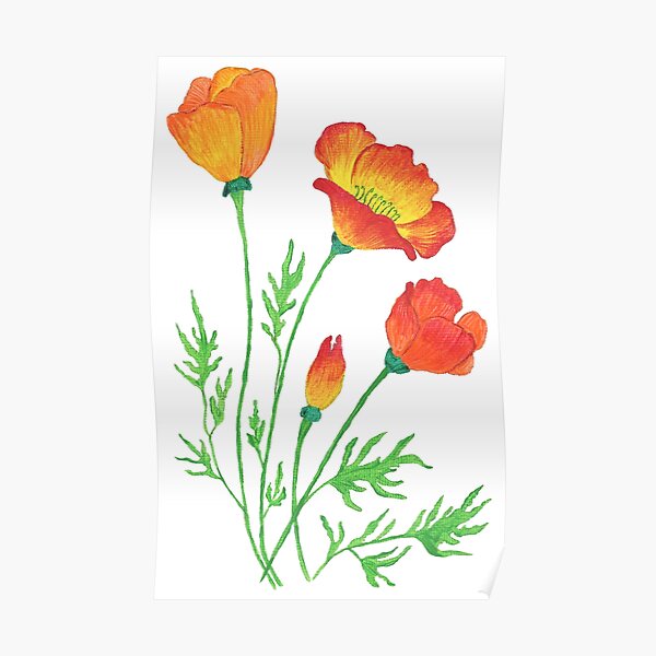 Orange Red Poppies Poster