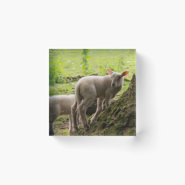 Item preview, The lambs at Maplewood Farm 4 designed and sold by Gabriele Maurus.