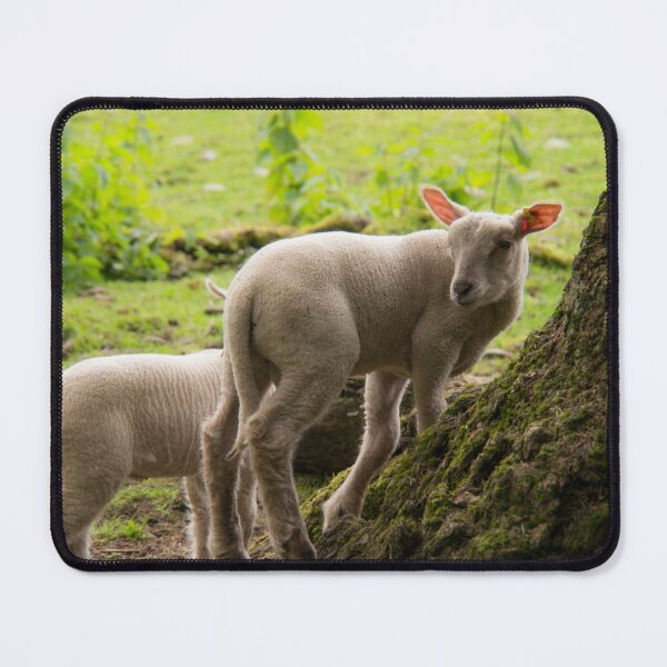 Item preview, The lambs at Maplewood Farm 4 designed and sold by Gabriele Maurus.