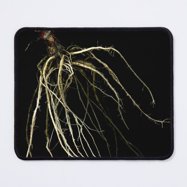 Item preview, Red Cabbage root 5 designed and sold by Gabriele Maurus.