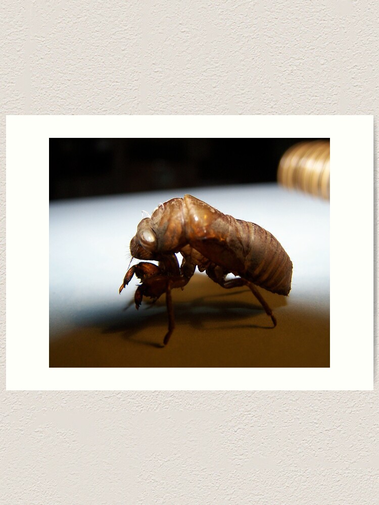 Thumbnail 1 of 3, Art Print, Empty Shell designed and sold by RLHall.
