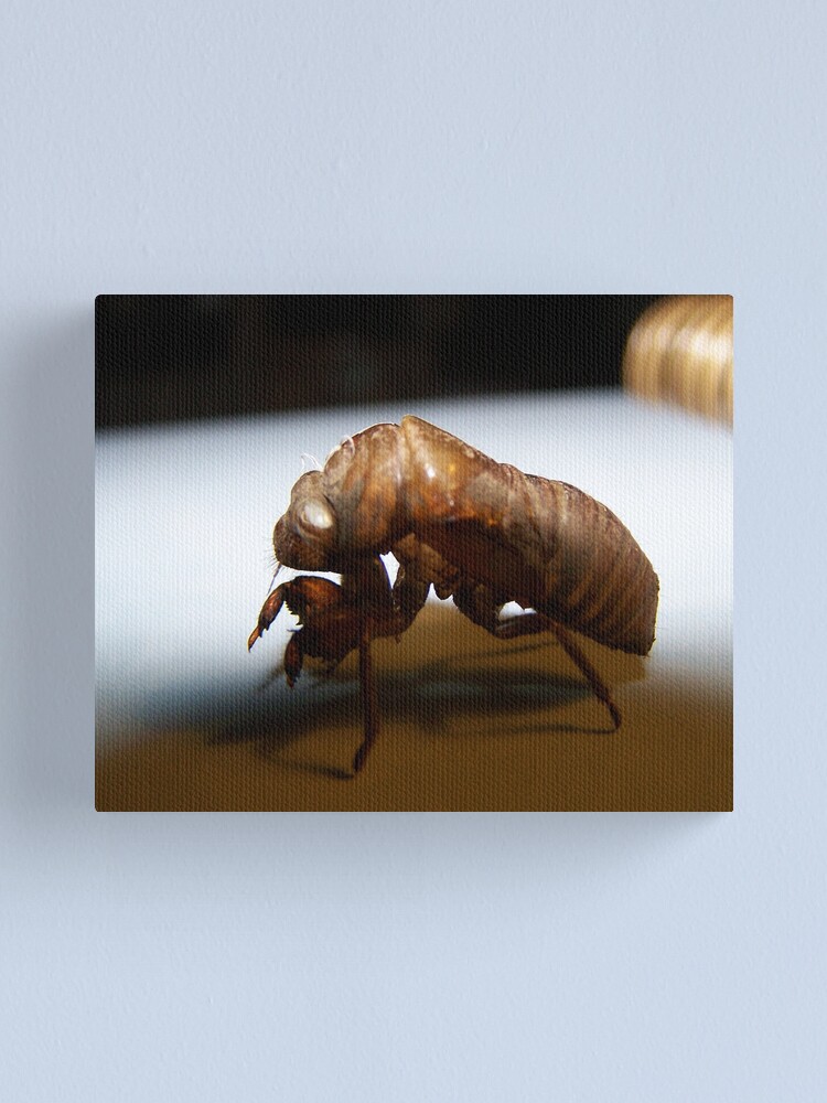 Thumbnail 1 of 3, Canvas Print, Empty Shell designed and sold by RLHall.