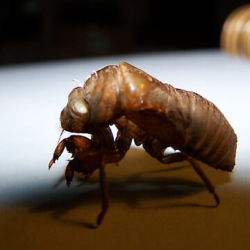 Artwork thumbnail, Empty Shell by RLHall