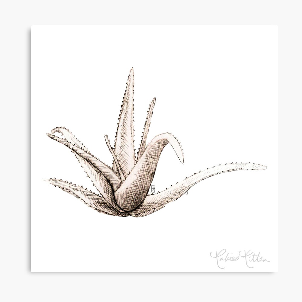 Aloe Vera Vector Botanical Illustration. Sketch Hand Drawn Botanical  Illustration Royalty Free SVG, Cliparts, Vectors, and Stock Illustration.  Image 156513787.