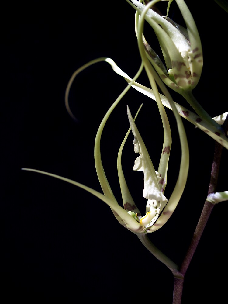 Thumbnail 3 of 3, Photographic Print, Orchid 2 designed and sold by kirky101.
