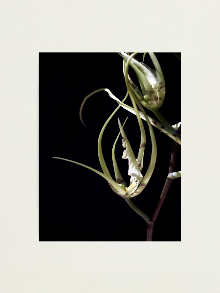 Thumbnail 1 of 3, Photographic Print, Orchid 2 designed and sold by kirky101.