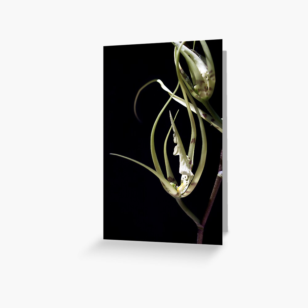 Item preview, Greeting Card designed and sold by kirky101.