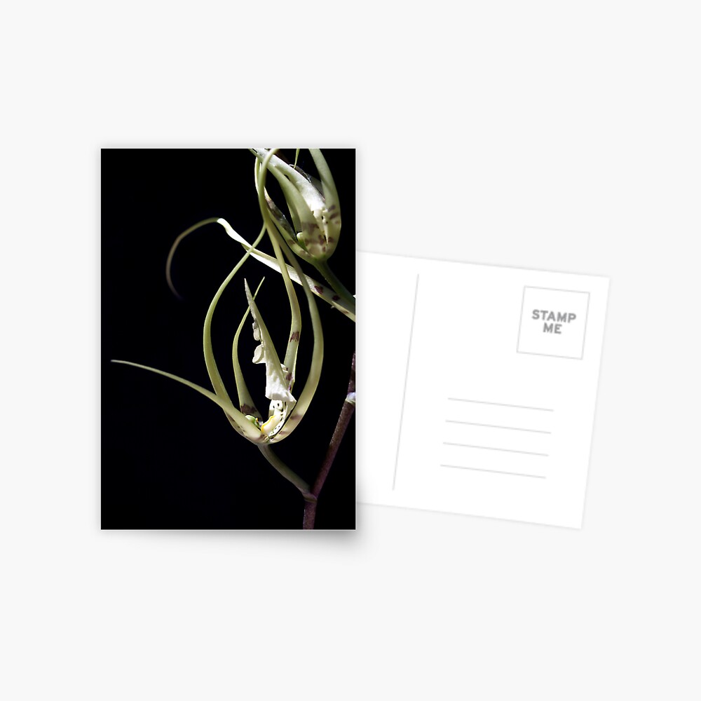 Item preview, Postcard designed and sold by kirky101.