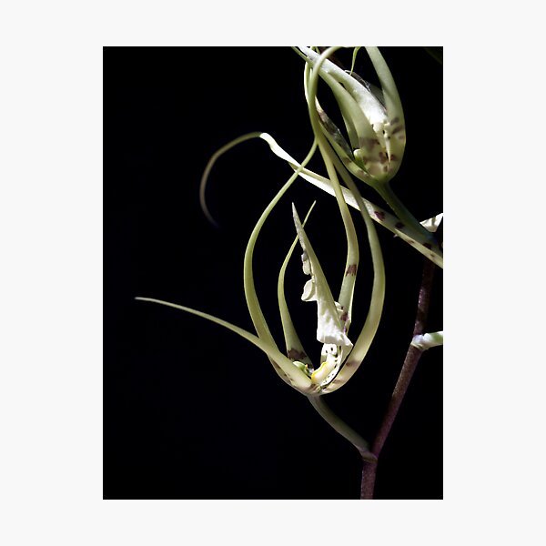 Photographic Print
