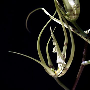 Artwork thumbnail, Orchid 2 by kirky101