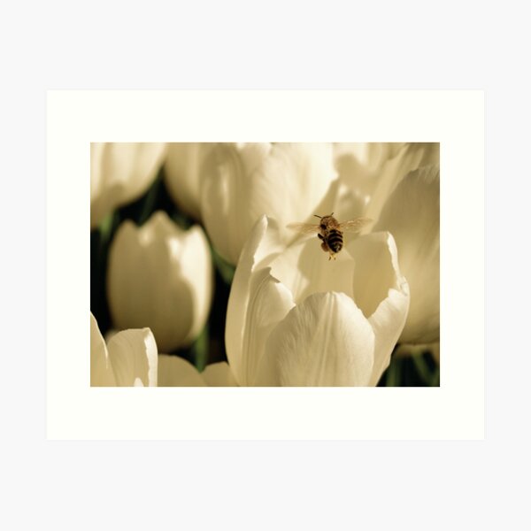 beetulip Art Print