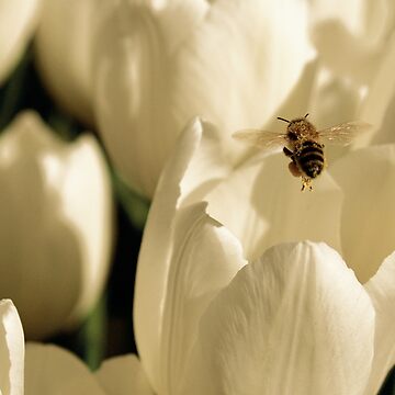 Artwork thumbnail, beetulip by kirky101
