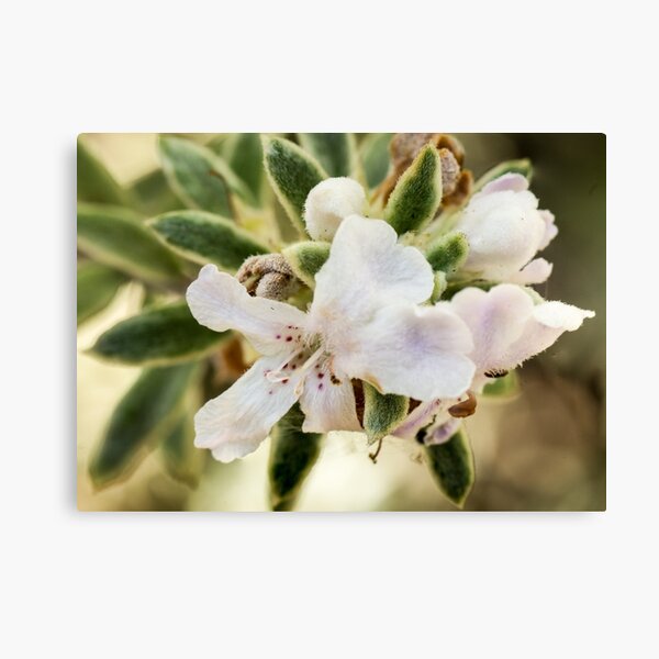Item preview, Coastal Rosemary designed and sold by pcbermagui.