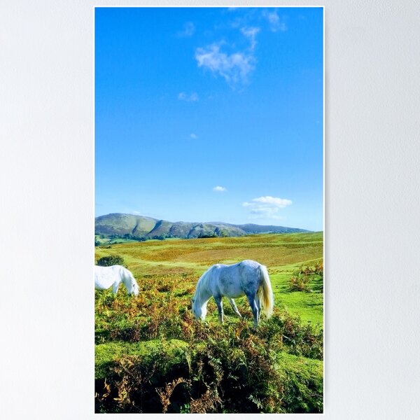 Ponies grazing on moorland. Matterdale, Lake District, Cumbria, UK. (Wall hotsell Art. Fine Art Print. Landscape Photography Gift)