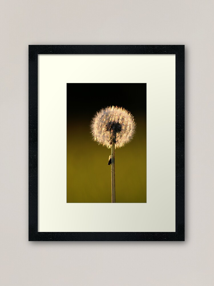 Alternate view of Dandelion Sunset Framed Art Print
