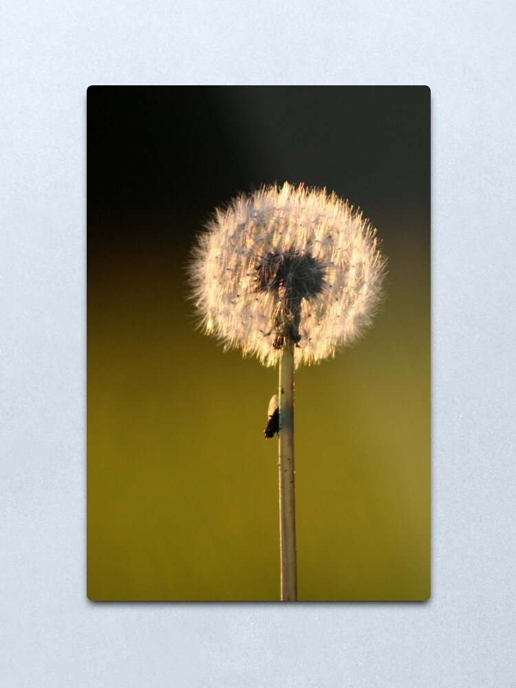 Alternate view of Dandelion Sunset Metal Print